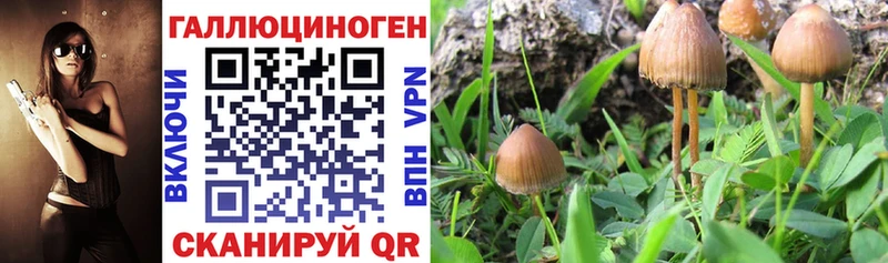 Псилоцибиновые грибы мицелий  Всеволожск 